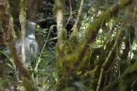Columba palumbus