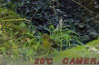 Turdus