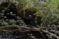 Turdus merula