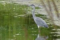 Ardea cinerea
