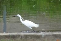 Egretta garzetta