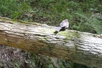 Accipiter nisus