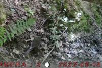 Accipiter nisus