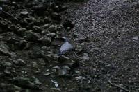 Columba palumbus