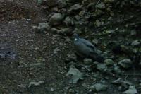 Columba palumbus