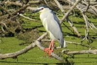 Nycticorax nycticorax