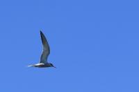 Sterna hirundo