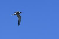Sterna hirundo