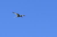 Sterna hirundo