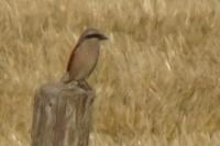 Lanius collurio