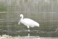 Platalea leucorodia