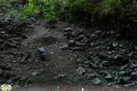 Columba palumbus