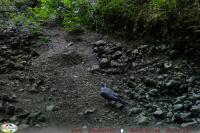 Columba palumbus
