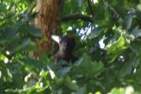 Dryocopus martius