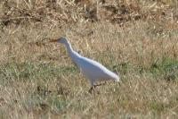 Bubulcus ibis