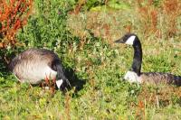 Branta canadensis