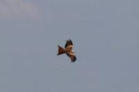 Milvus milvus