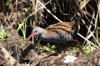 Rallus aquaticus