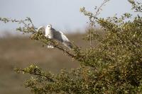 Elanus caeruleus