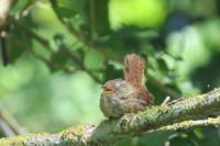 Troglodytes troglodytes