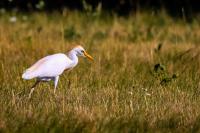 Bubulcus ibis