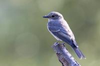 Muscicapa striata