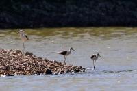 Himantopus himantopus