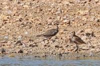 Pluvialis apricaria