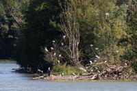 Egretta garzetta