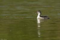 Fulica atra