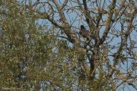 Falco peregrinus
