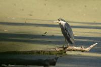 Nycticorax nycticorax
