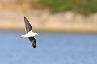 Himantopus himantopus