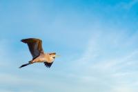 Ardea purpurea