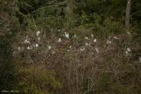 Bubulcus ibis