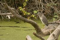 Nycticorax nycticorax