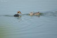 Podiceps cristatus
