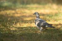 Columba palumbus