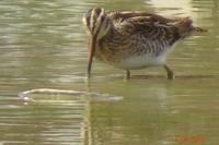 Gallinago gallinago