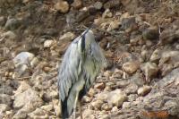 Ardea cinerea