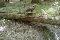 Buteo buteo