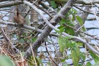 Troglodytes