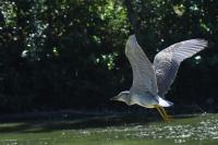 Nycticorax nycticorax