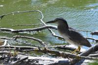 Nycticorax nycticorax
