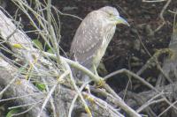 Nycticorax nycticorax
