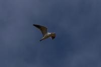 Elanus caeruleus