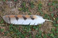 Tyto alba