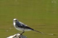 Motacilla alba alba