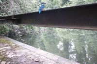 Alcedo atthis