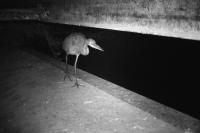 Ardea cinerea